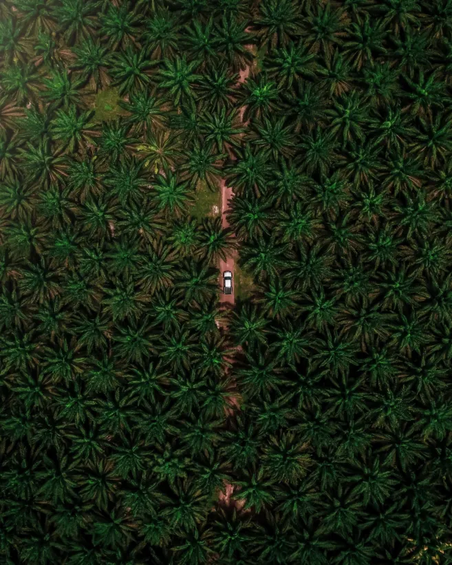 Aerial view of trees and a river