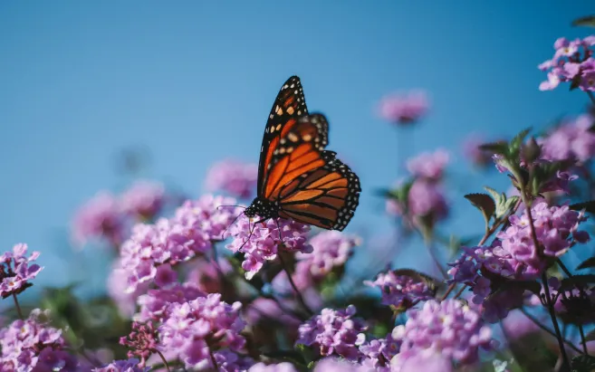 butterfly_flower_nature