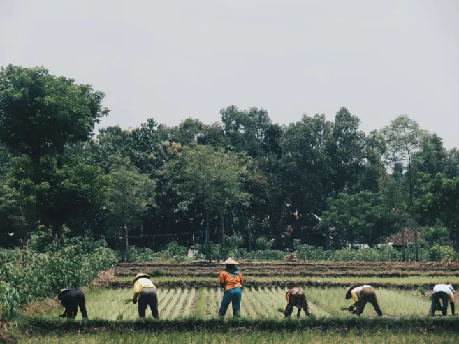 people working on the field