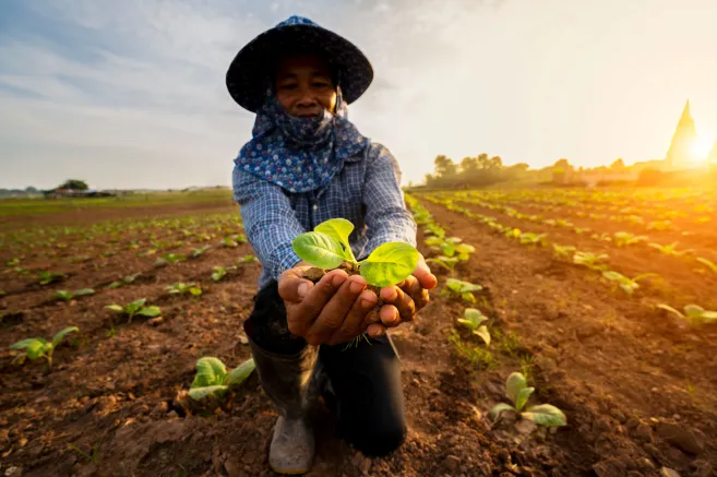 Hands-of-farmer-planting-the-seedlings-into-the-soil