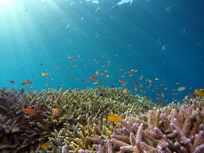 Ocean-underwater-fish-coral