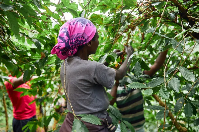 Afrikan-worker-gathering-coffee-beans
