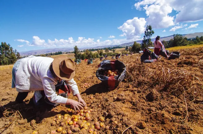 Farmers-havesting-potatoes