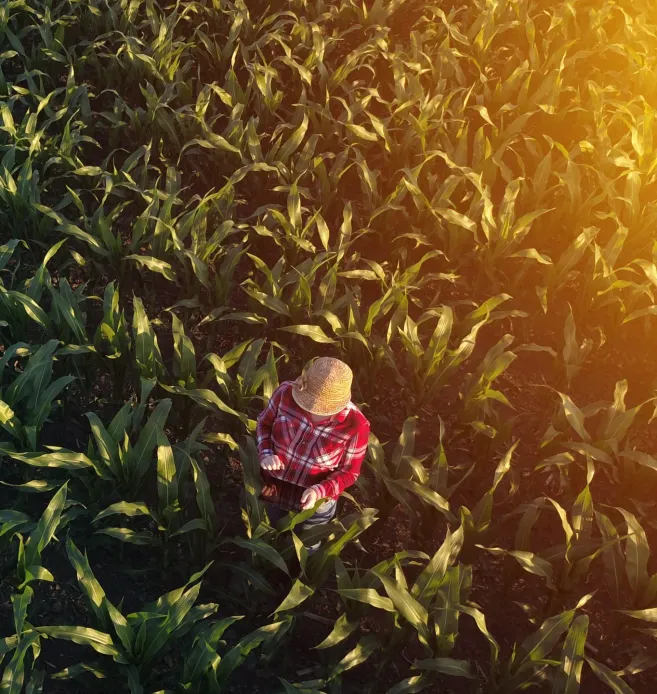 View-of-farmer-in-field-of-maize