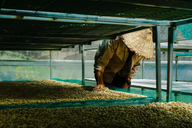 coffee-bean-drying-farmer-vietnam