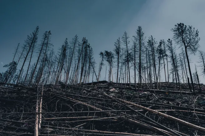 trees_cutting