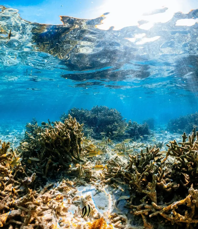 sea_ocean_coral_underwater