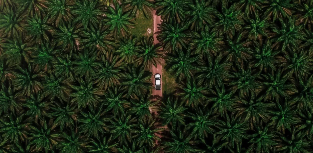 nature-path-palm-trees